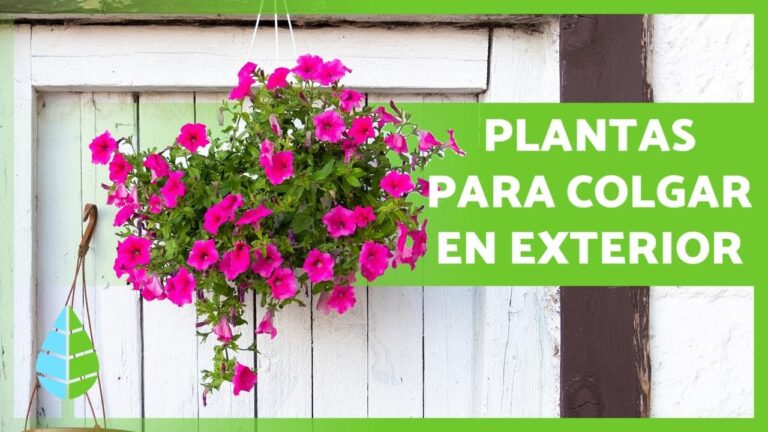 Tipos de Plantas Perfectas para Colgar en Balcones