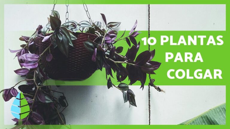 Terrazas Verdes: Estilo y Frescura con Plantas Colgantes