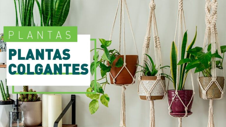Plantas Perfectas para Colgar en tu Terraza