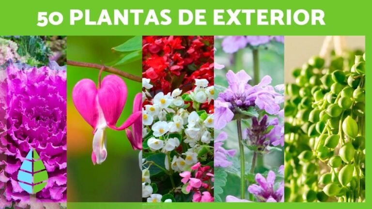 Macetas Creativas para Balcones Peque&ntilde;os