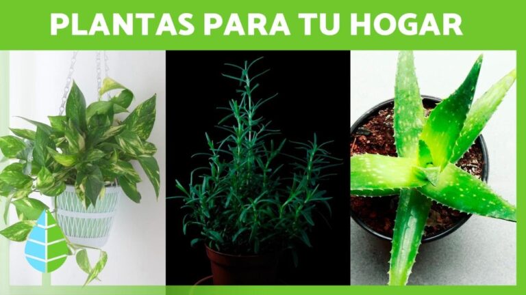 Balcones Creativos: Cultiva Hierbas para Cocinar