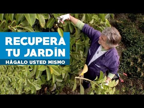 Consejos Esenciales para Mantener la Terraza Limpia y Desinfectada