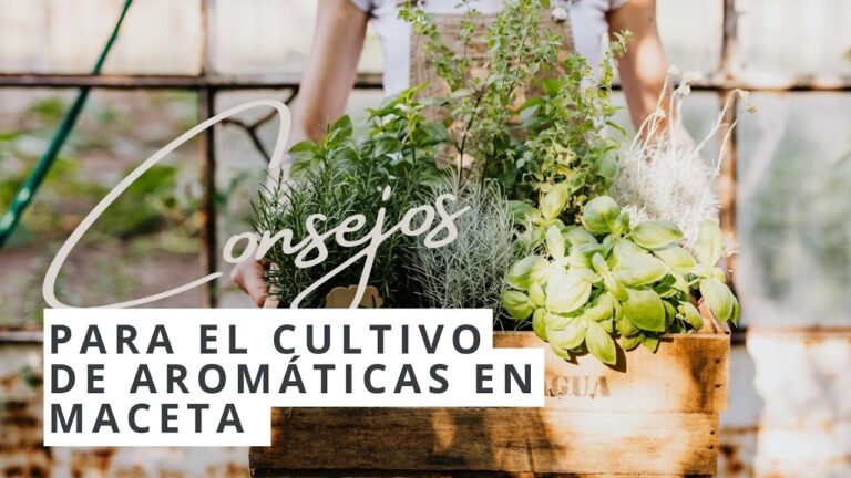 Hierbas Medicinales para Cultivar en tu Balc&oacute;n