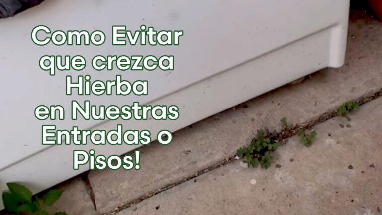 Estrategias Efectivas para Prevenir Malas Hierbas en Terrazas