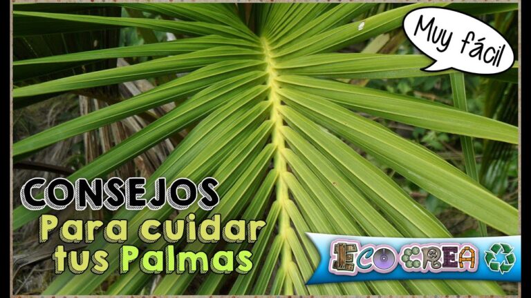 Secretos para Mantener una Terraza Impecable y Cuidada