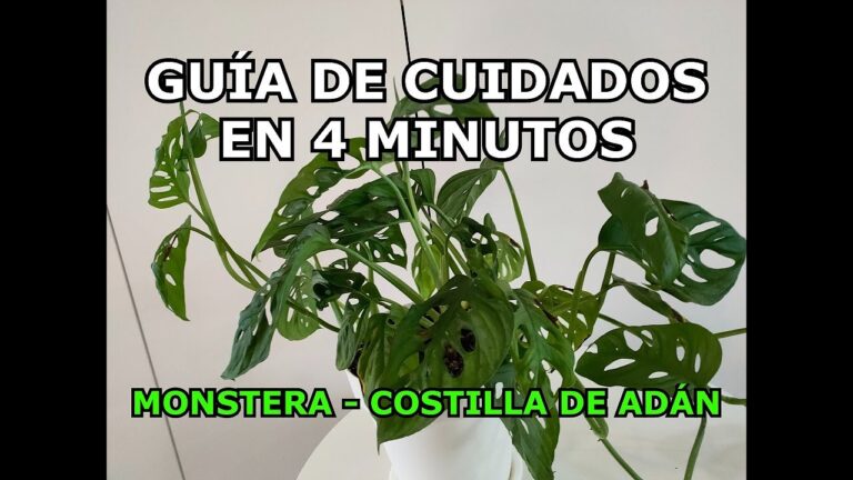 Terraza Impecable: El Secreto de Macetas Cuidadas