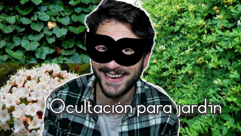 Gu&iacute;a para Elegir las Mejores Plantas Colgantes para Tu Terraza