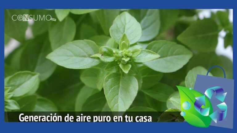 Terrazas: Espacios para Respirar Aire Puro