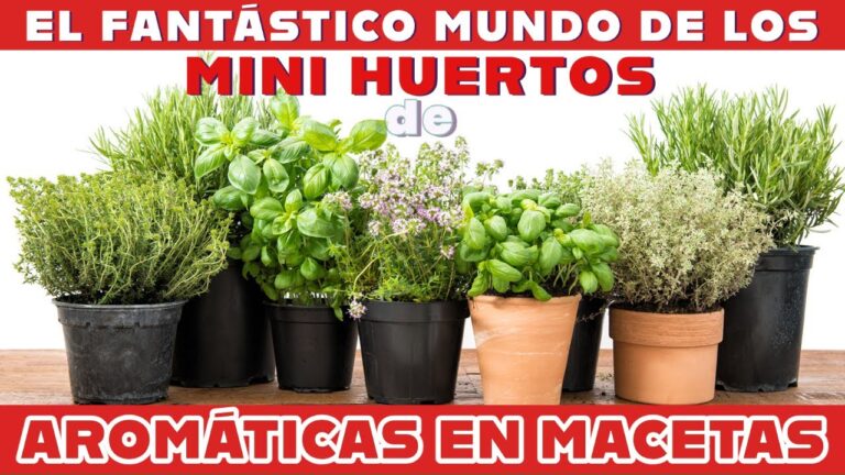 Cosecha tus Propias Hierbas en el Balcón: Guía Práctica
