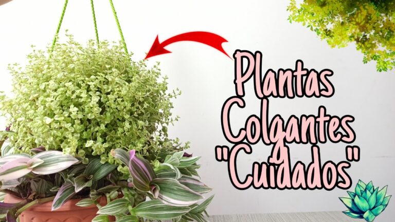 Consejos Esenciales para Cuidar Plantas Colgantes en Terrazas