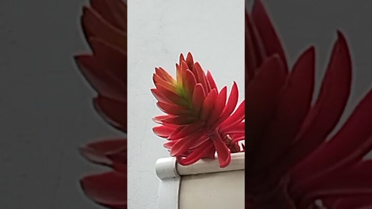 Terrazas Vibrantes: El Encanto de las Plantas Colgantes
