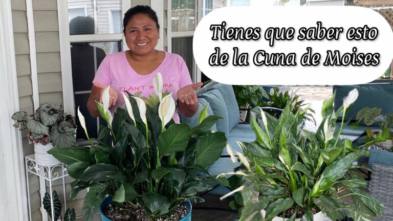 Terrazas Impecables: El Secreto de Macetas Bien Cuidadas