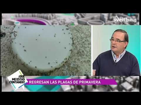 Terrazas Limpias y Seguras: Prevenci&oacute;n Efectiva de Plagas