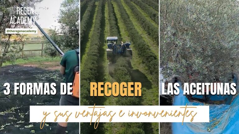 La Importancia de la Calidad en Toldos de Tela