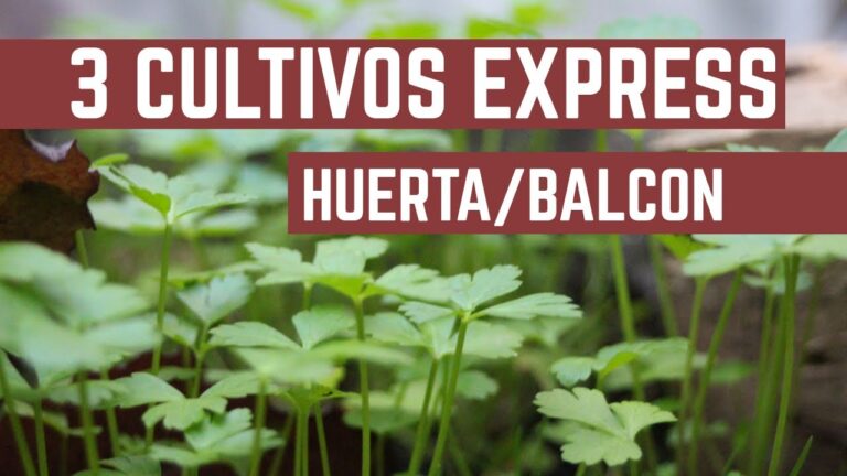 Cultivar en Balcones Urbanos: Gu&iacute;a Pr&aacute;ctica